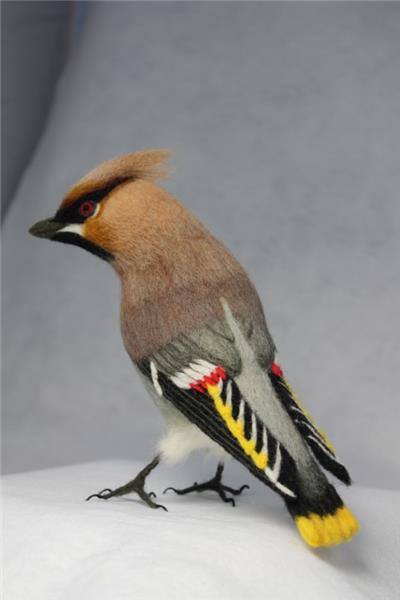 Waxwing with folded wings